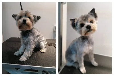 BAMBI Salon Pielęgnacji Psów i Kotów Anna Winkler